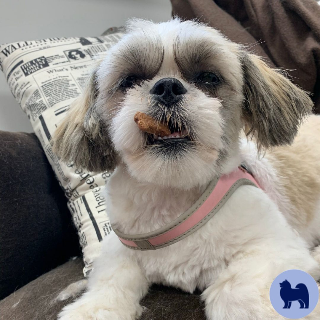 Blije shih tzu met een snoepje in de bek, na de trimbeurt