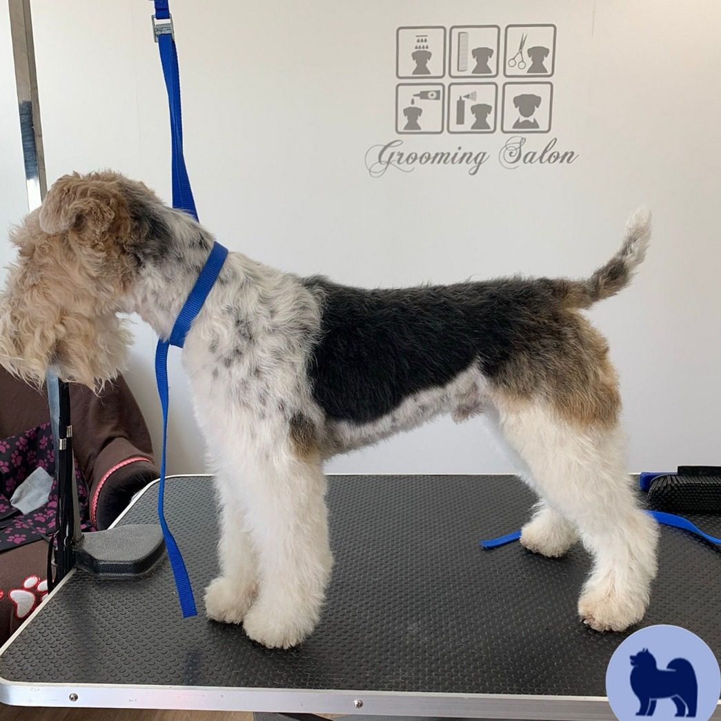 Pas geplukte ruwharige hond staand op de trimtafel