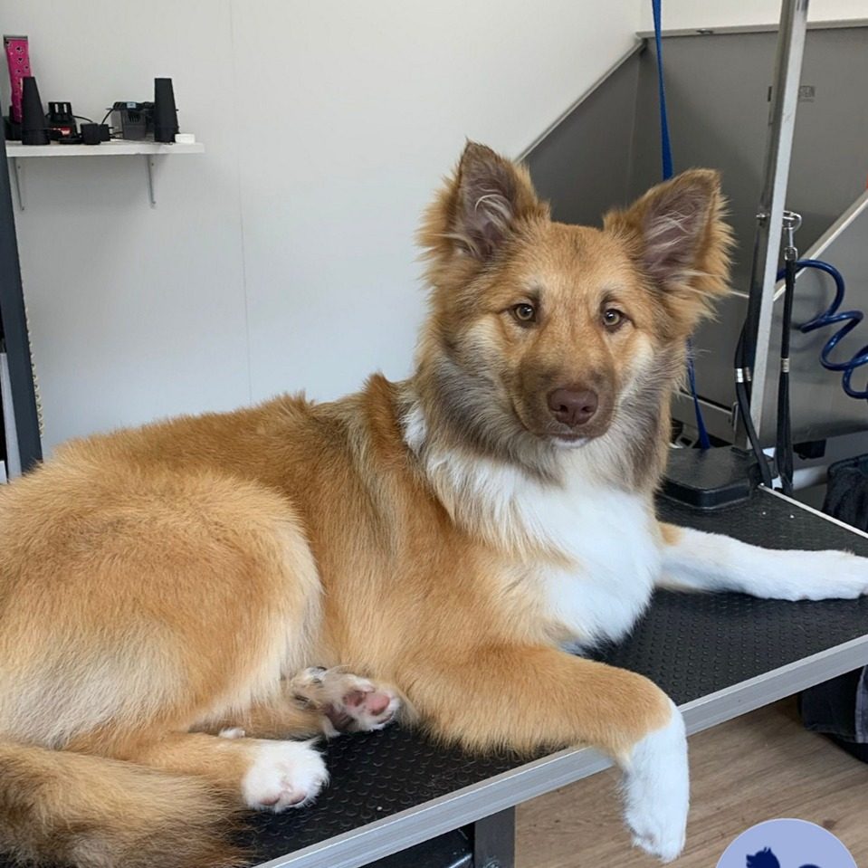 Pas getrimde hond met een rossige vacht liggend op de trimtafel in de salon