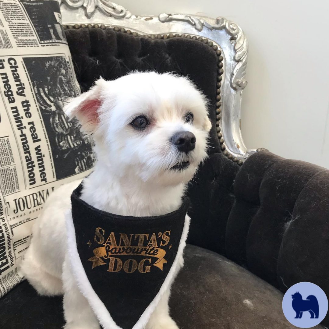 Witte hond met een feestelijke bandana op de stoel in de salon