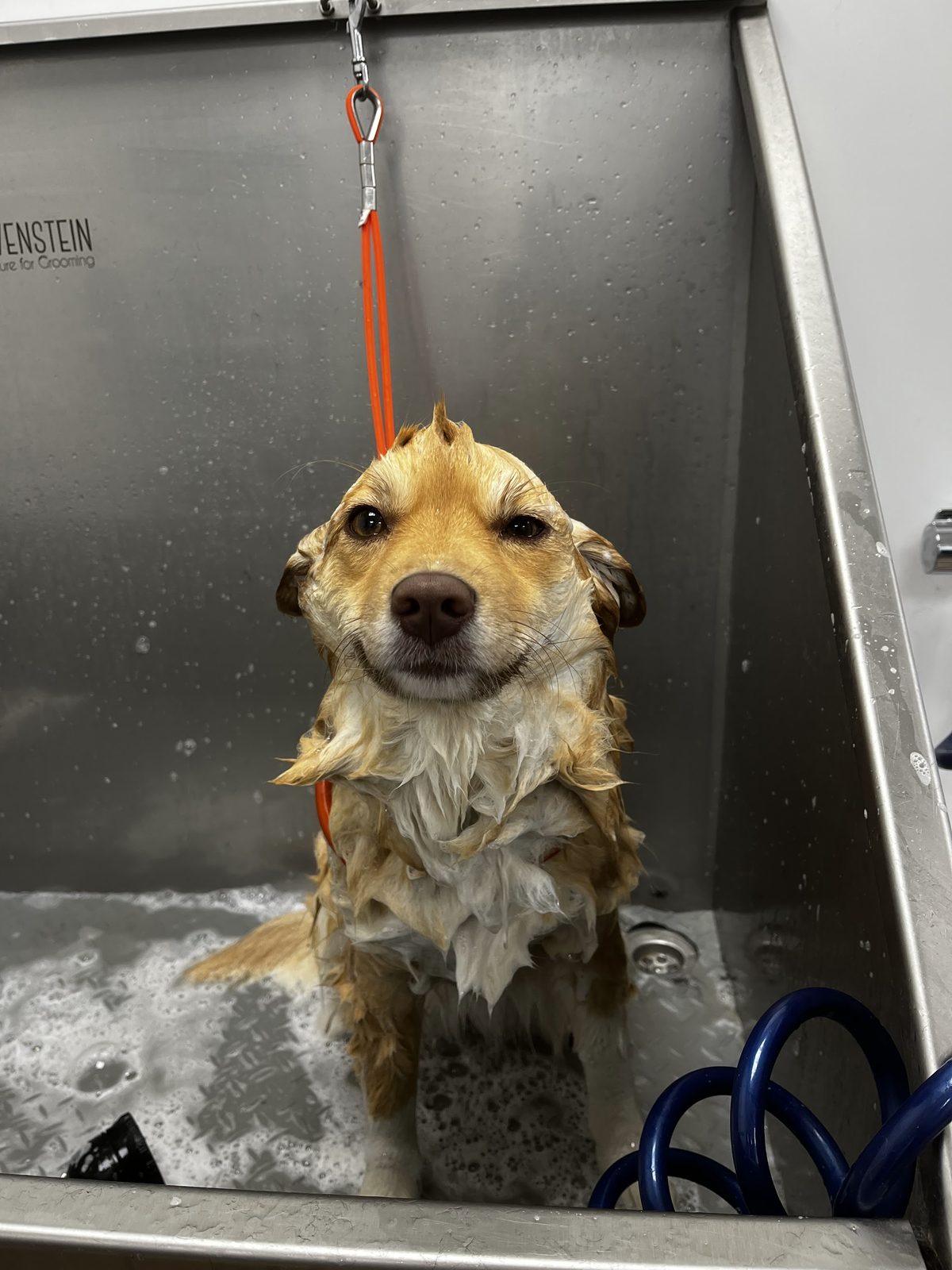 Hond in het bad van de trimsalon tijdens de wasbeurt
